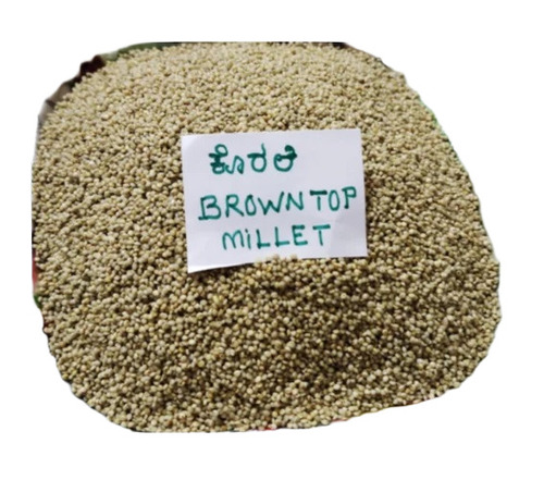 Brown Top Millet
