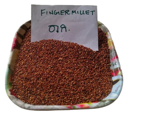 Finger Millet Ragi