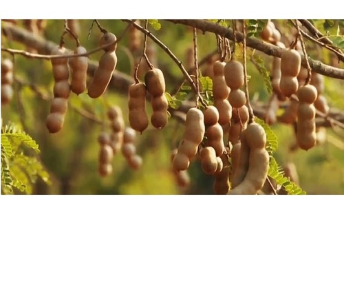 Natural Seedless Tamarind