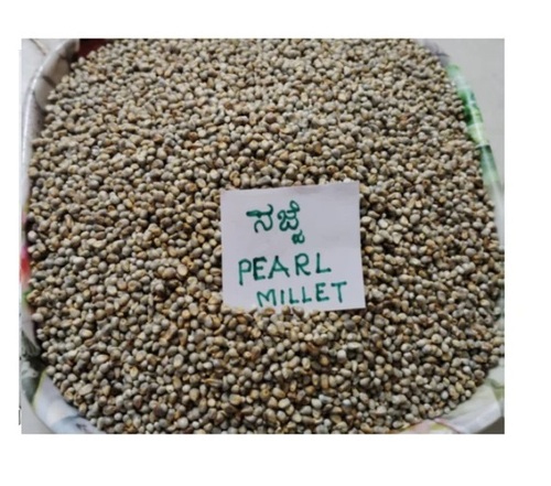 Pearl Millet Bajra