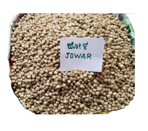 Sorghum Millet Jowar