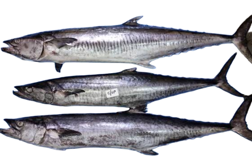 Frozen King Fish