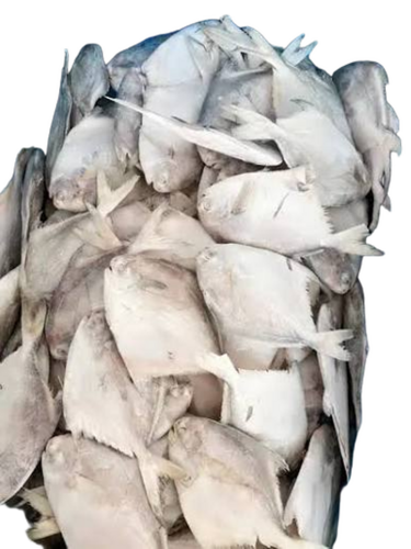 White Pomfret