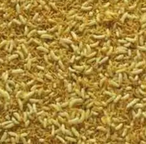 Moong Dal (Salty)
