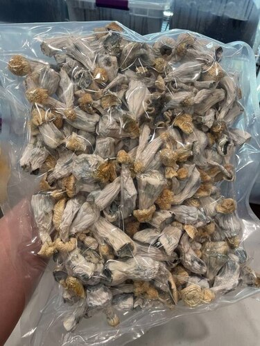 Psilocybin mushrooms