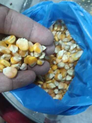 Yellow Maize Grain Makka Dana