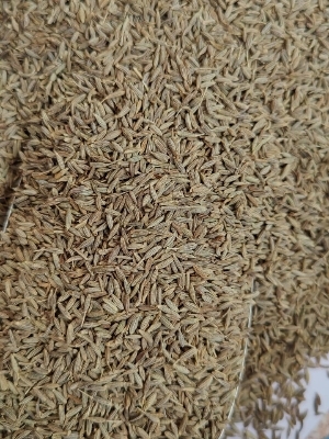 Cumin Seeds - Product Type: Dried