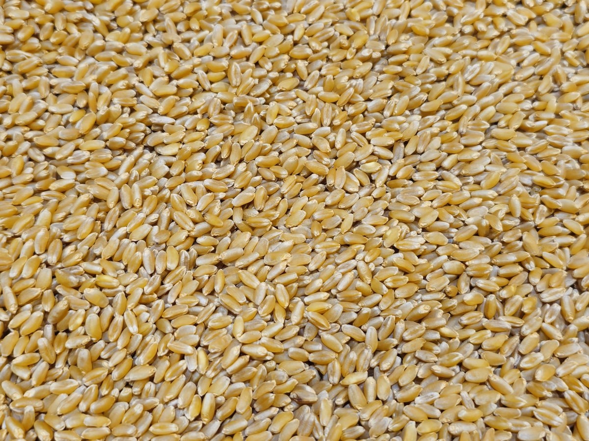 Lokwan Wheat