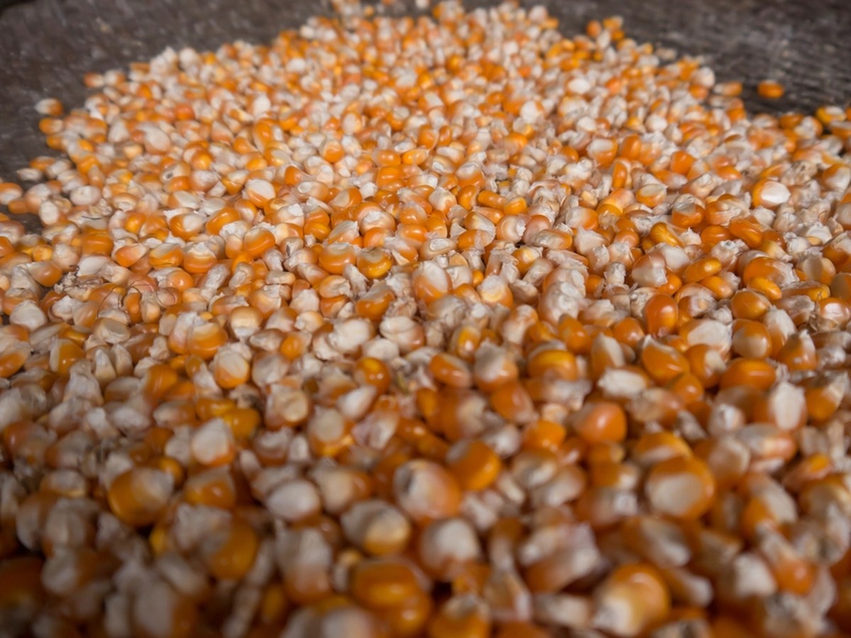 Maize Grain
