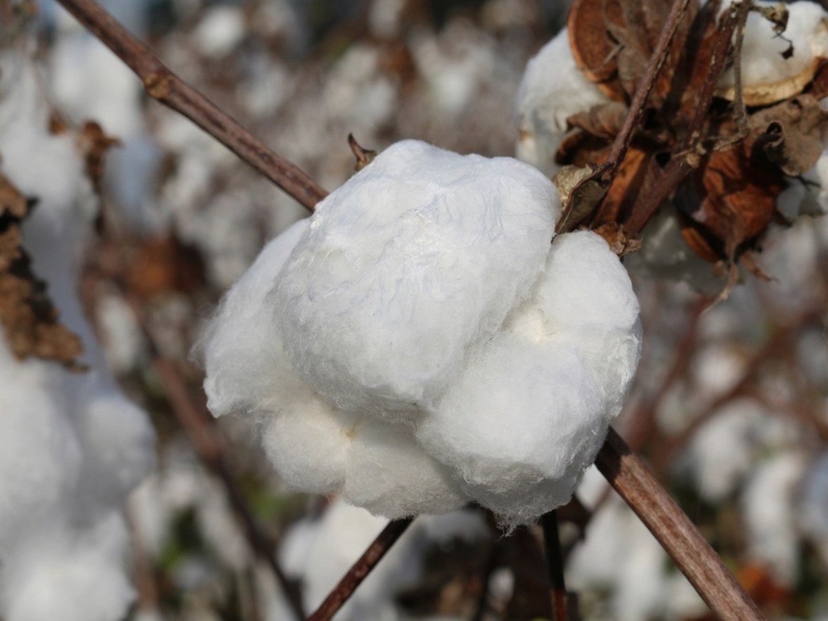Raw Cotton