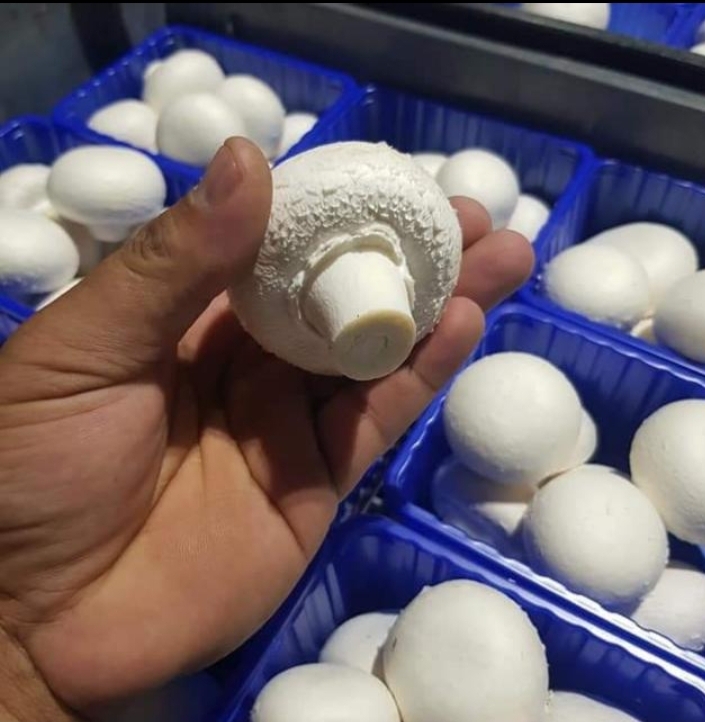 Fresh Button Mushroom - Color: White