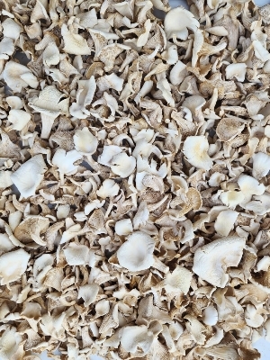 Dried Oyster Mushroom