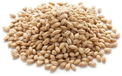 Barley Seeds