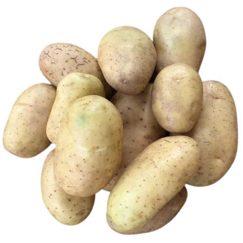 Fresh Kufri Potato