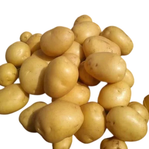 Fresh Pukhraj Potato