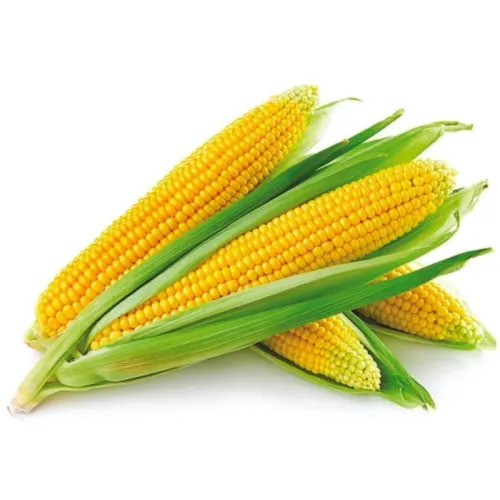 Yellow Maize Cob