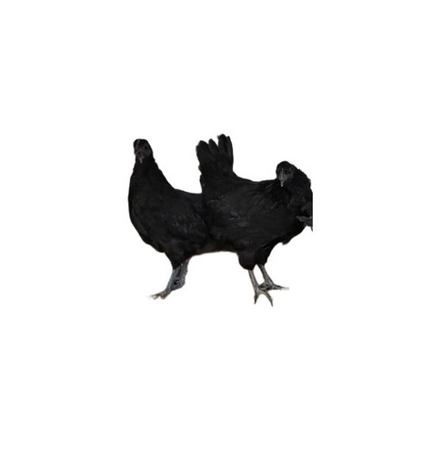 Kadaknath Chicken