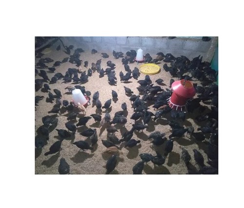 Kadaknath Chicks