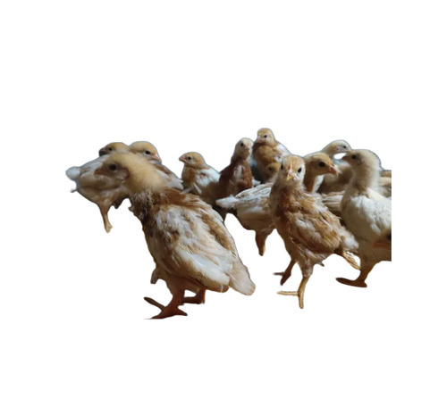 Poultry Farm Baby Chicks