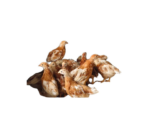 Poultry Farm Chicks