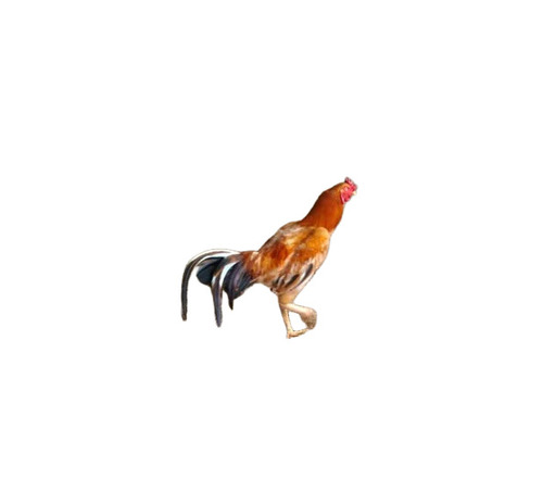 Sonali Chicken