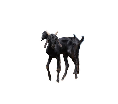 Black Osmanabadi Goat - Standard Commercial Size, Black Color | Male, 6-12 Months, Meat Milk Breeding