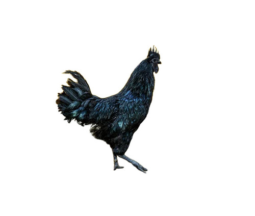 Kadaknath Chicken