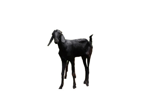 Male Osmanabadi Goat