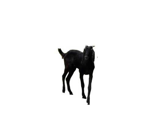 Osmanabadi Goat