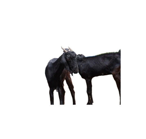 Osmanabadi Male Goat