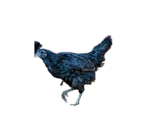 Poultry Kadaknath Chicken