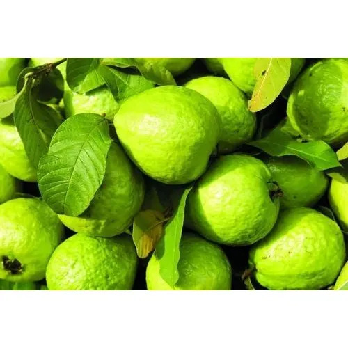 Round Natural Fresh Guava