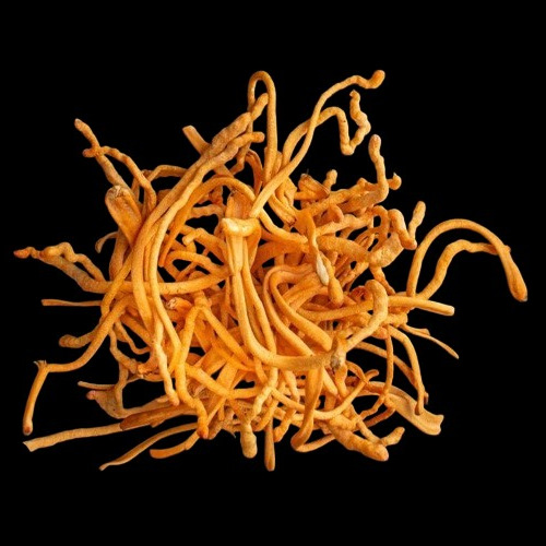 NEW Organic Cordyceps Militaris Mushroom