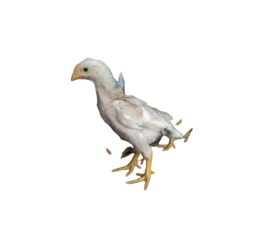 Aseel Chick