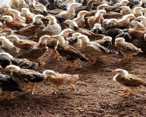 Aseel Chicks