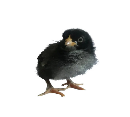 Astrolop Chicks