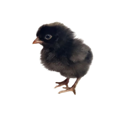 Black Astrolop Chick