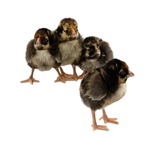Black Astrolop Chicks
