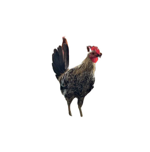 Black Sonali Chicken