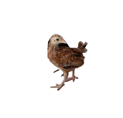 Brown Kaveri Poultry Chicks