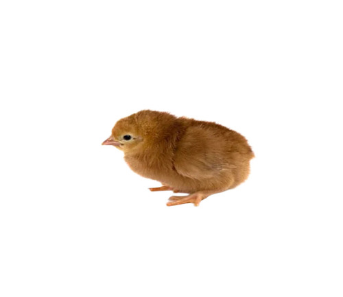 Brown Poultry Farm Chicks