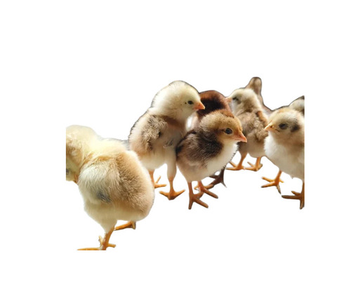 Commercial Poultry Farm Chick