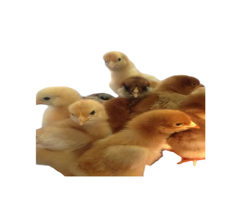 Commercial Poultry Farm Chicks