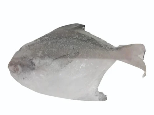 Frozen Pomfret Fish