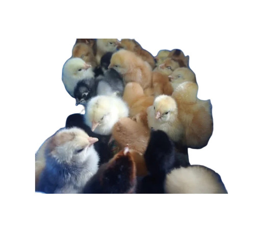 Healthy Poultry Farm Chick