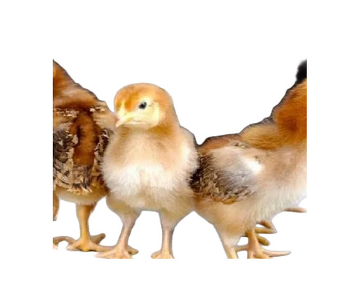 Healthy Poultry Farm Chicks