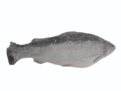 Japanese Frozen Gutted Salmon Fish
