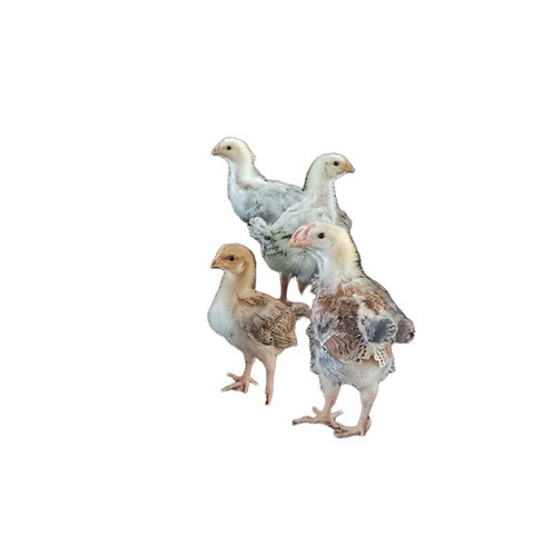 Kaveri Poultry Chicks