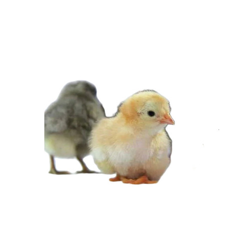 Kaveri Poultry Farm Chicks