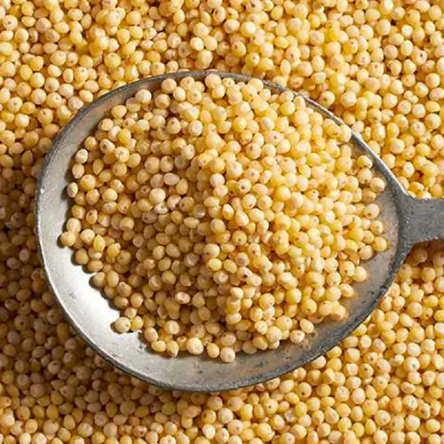 Organic Kodo Millet